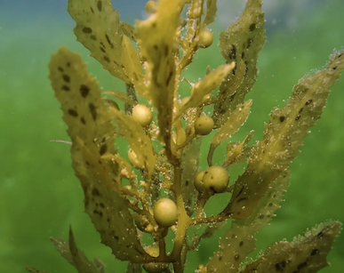 城市生物多样性保护